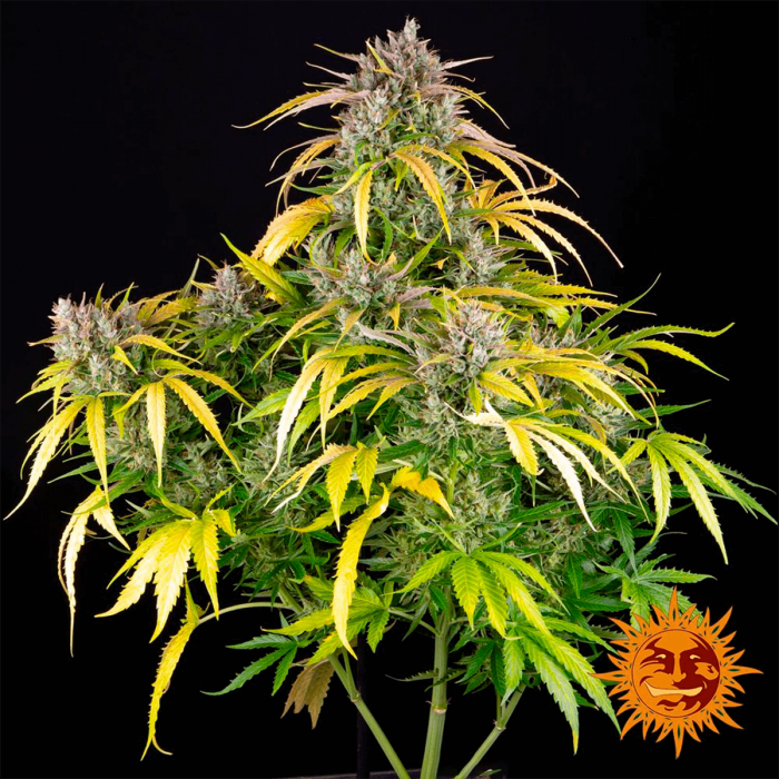 Auto LSD de Barney's Farm - Semillas autoflorecientes de marihuana, planta.
