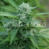 Semillas de marihuana Mongolia THC Free de World of Seeds