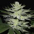 Semillas de marihuana feminizadas Chocolate Thai OG de World of Seeds, cogollo.