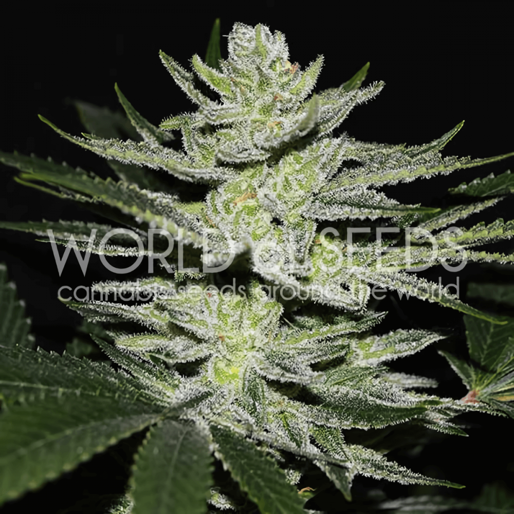 Semillas de marihuana feminizadas Chocolate Thai OG de World of Seeds, cogollo.