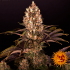 Blueberry OG de Barney's Farm - Semillas feminizadas de marihuana, planta.