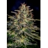 Lemon Trip (Positronic Seeds) - Semillas de marihuana feminizadas