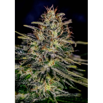 Lemon Trip (Positronic Seeds) - Semillas de marihuana feminizadas