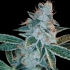 LEMON OG KUSH de DNA Genetics - Semillas marihuana feminizadas