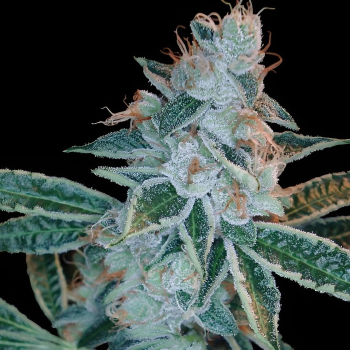 LEMON OG KUSH de DNA Genetics - Semillas marihuana feminizadas