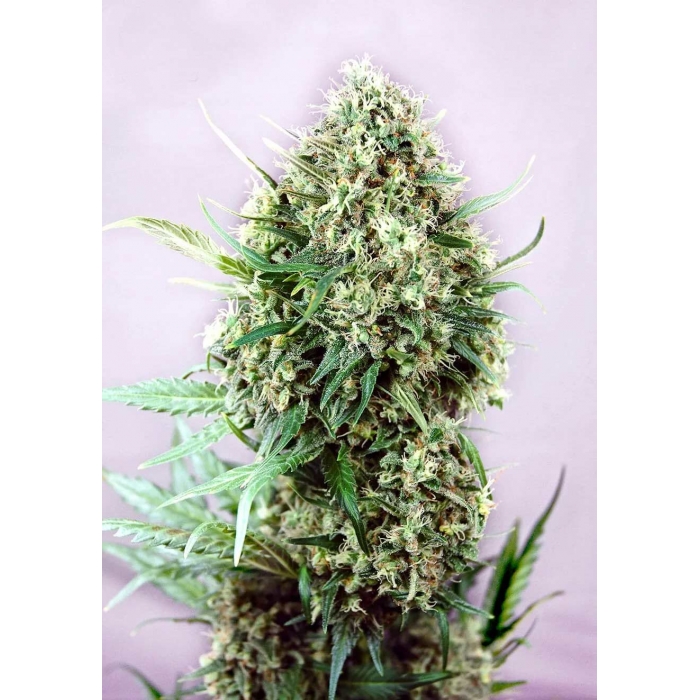 Jack Diesel (Positronics). Semillas de marihuana feminizadas