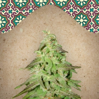 Maroc (Female Seeds) Semillas marihuana