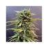 Skunk #11 (Dutch Passion Seeds) Semillas de marihuana