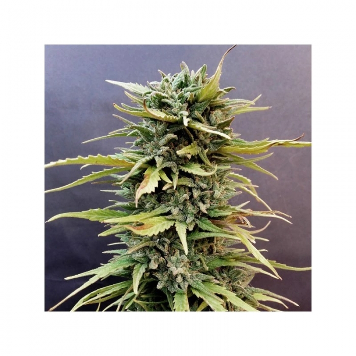 Skunk #11 (Dutch Passion Seeds) Semillas de marihuana