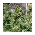 Semillas Feminizadas SKUNK 11 (Dutch Passion)