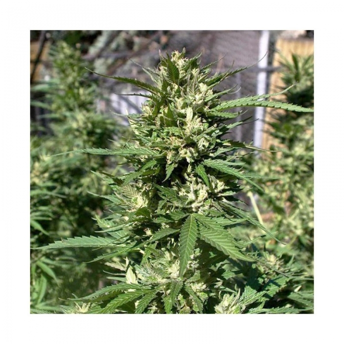 Semillas Feminizadas SKUNK 11 (Dutch Passion)
