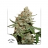 Skunk #11 de Dutch Passion Seeds