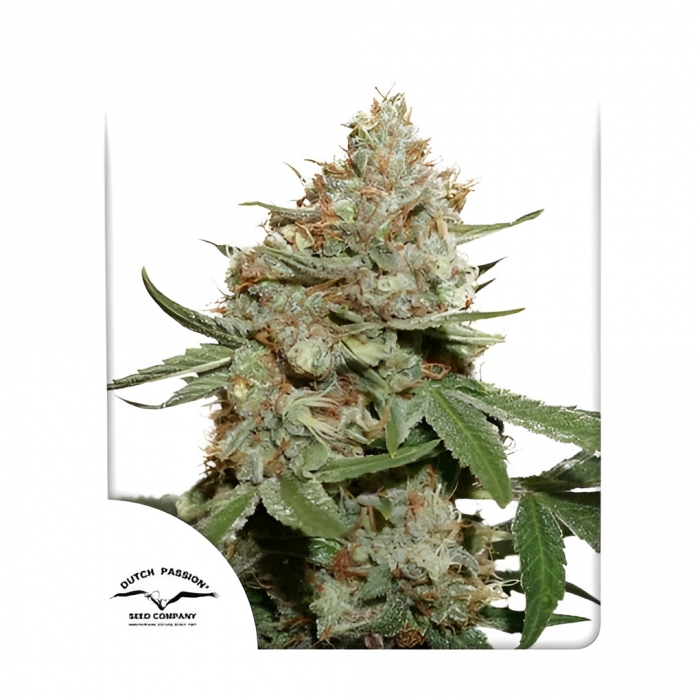 Skunk #11 de Dutch Passion Seeds