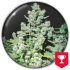 MALAKOFF (Medical Seeds)