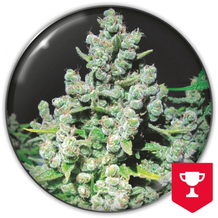 Malakoff de Medical Seeds - Semillas marihuana sativa de efecto energético