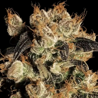 Semillas de marihuana WHITE BERRY (Paradise Seeds) feminizadas