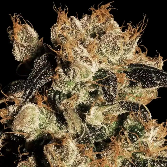Semillas de marihuana WHITE BERRY (Paradise Seeds) feminizadas
