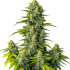 Auto Mamba Negra (Blimburn) - Semillas de marihuana autoflorecientes.