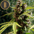 Auto Mamba Negra (Blimburn) - Semillas de marihuana autoflorecientes, cogollos de interior.