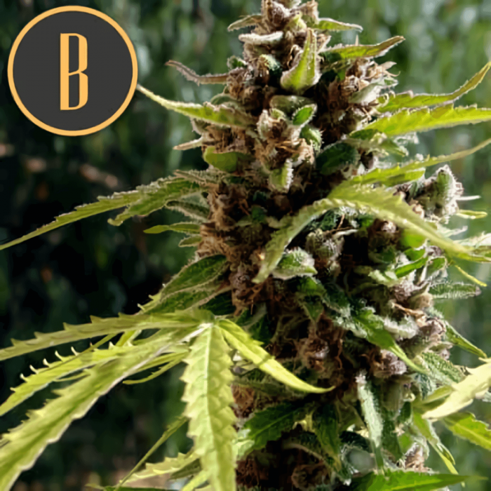 Auto Mamba Negra (Blimburn) - Semillas de marihuana autoflorecientes, cogollos de interior.