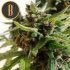 Auto Mamba Negra (Blimburn) - Semillas de marihuana autoflorecientes, resina.