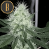 Chemdog #4 de Blimburn Seeds - Semillas de marihuana feminizadas, punta principal.