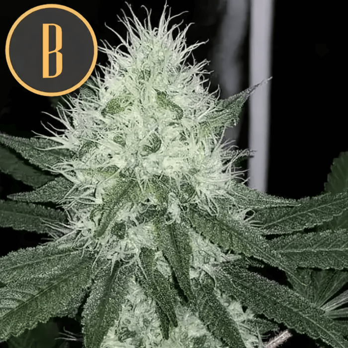 Chemdog #4 de Blimburn Seeds - Semillas de marihuana feminizadas, punta principal.