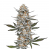 Chemdog #4 de Blimburn Seeds - Semillas de marihuana feminizadas.