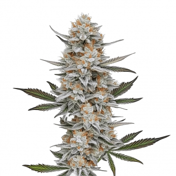 Chemdog #4 de Blimburn Seeds - Semillas de marihuana feminizadas.