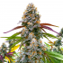 Critical Daddy (Blimburn Seeds) Semillas de marihuana feminizadas.