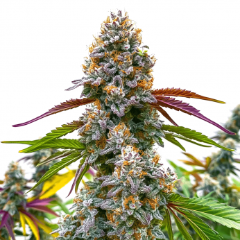 Critical Daddy (Blimburn Seeds) Semillas de marihuana feminizadas.