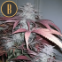 Critical Daddy (Blimburn Seeds) Semillas de marihuana feminizadas, planta morada.