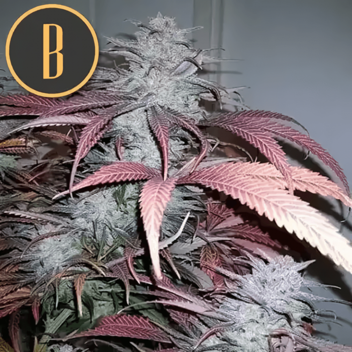 Critical Daddy (Blimburn Seeds) Semillas de marihuana feminizadas, planta morada.