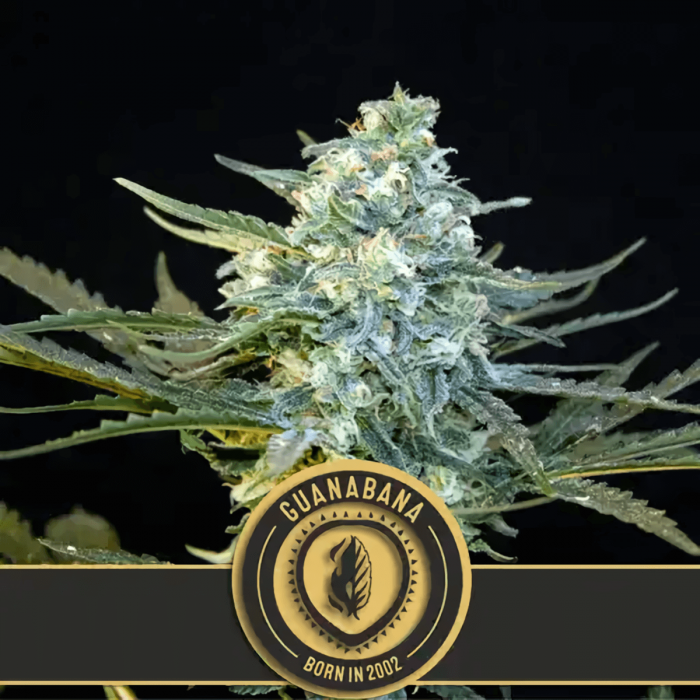 Guanabana de Blimburn, semilla de marihuana feminizada, logotipo.
