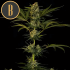 Guanabana de Blimburn, semilla de marihuana feminizada, punta principal.