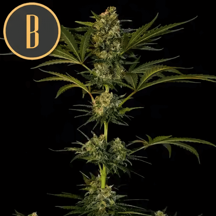 Guanabana de Blimburn, semilla de marihuana feminizada, punta principal.