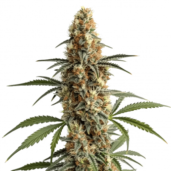 Semillas de Marihuana Mamba Negra (Blimburn Seeds).