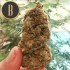 Semillas de Marihuana Mamba Negra (Blimburn Seeds) cogollo seco.