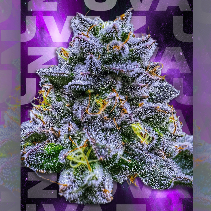 Semillas feminizadas Uvaz de Wizard Trees Seeds, cogollo resinoso.