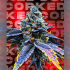 Semillas feminizadas Corked de Wizard Trees Seeds, cogollo resinoso.