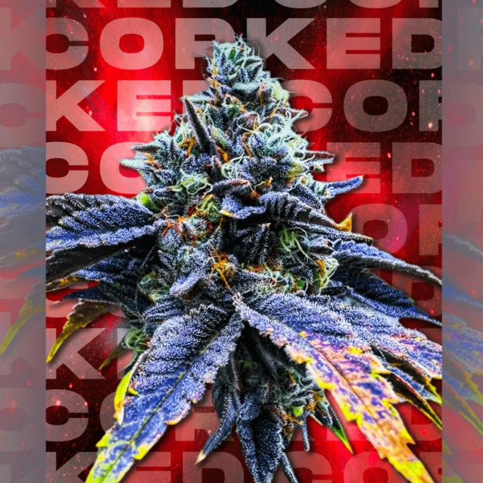 Semillas feminizadas Corked de Wizard Trees Seeds, cogollo resinoso.