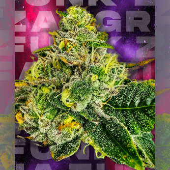 Semillas feminizadas Zangria Funk de Wizard Trees Seeds, cogollo resinoso.
