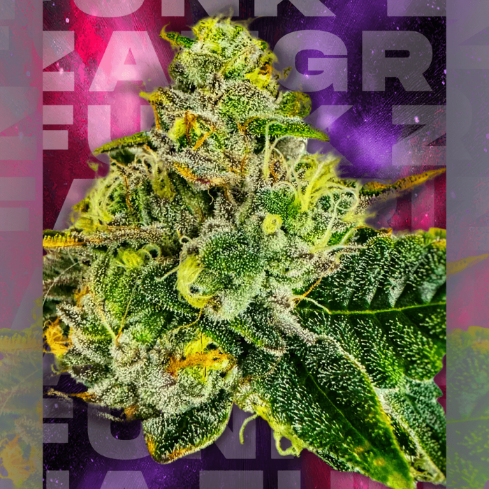 Semillas feminizadas Zangria Funk de Wizard Trees Seeds, cogollo resinoso.