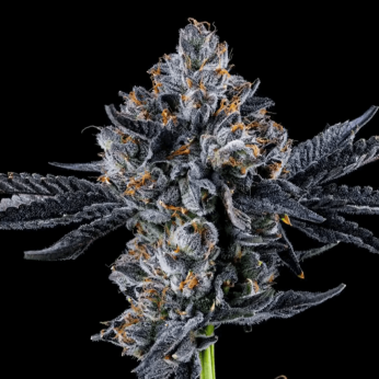 Semillas feminizadas Broadway Runtz de Wizard Trees Seeds, cogollo resinoso.