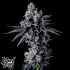 Semillas feminizadas Empire 54 de Wizard Trees Seeds, cogollo resinoso.