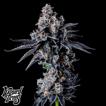 Semillas feminizadas Empire 54 de Wizard Trees Seeds, cogollo resinoso.
