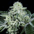 Semillas feminizadas Side Piece de Wizard Trees Seeds, cogollo resinoso.