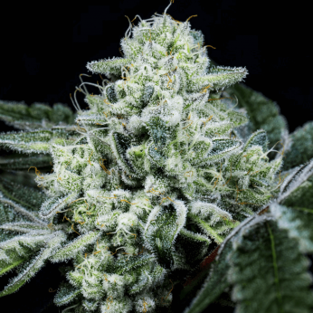 Semillas feminizadas Side Piece de Wizard Trees Seeds, cogollo resinoso.