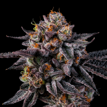 Semillas feminizadas Vice Runtz de Wizard Trees Seeds, cogollo resinoso.
