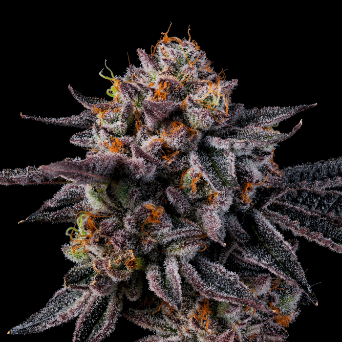 Semillas feminizadas Vice Runtz de Wizard Trees Seeds, cogollo resinoso.